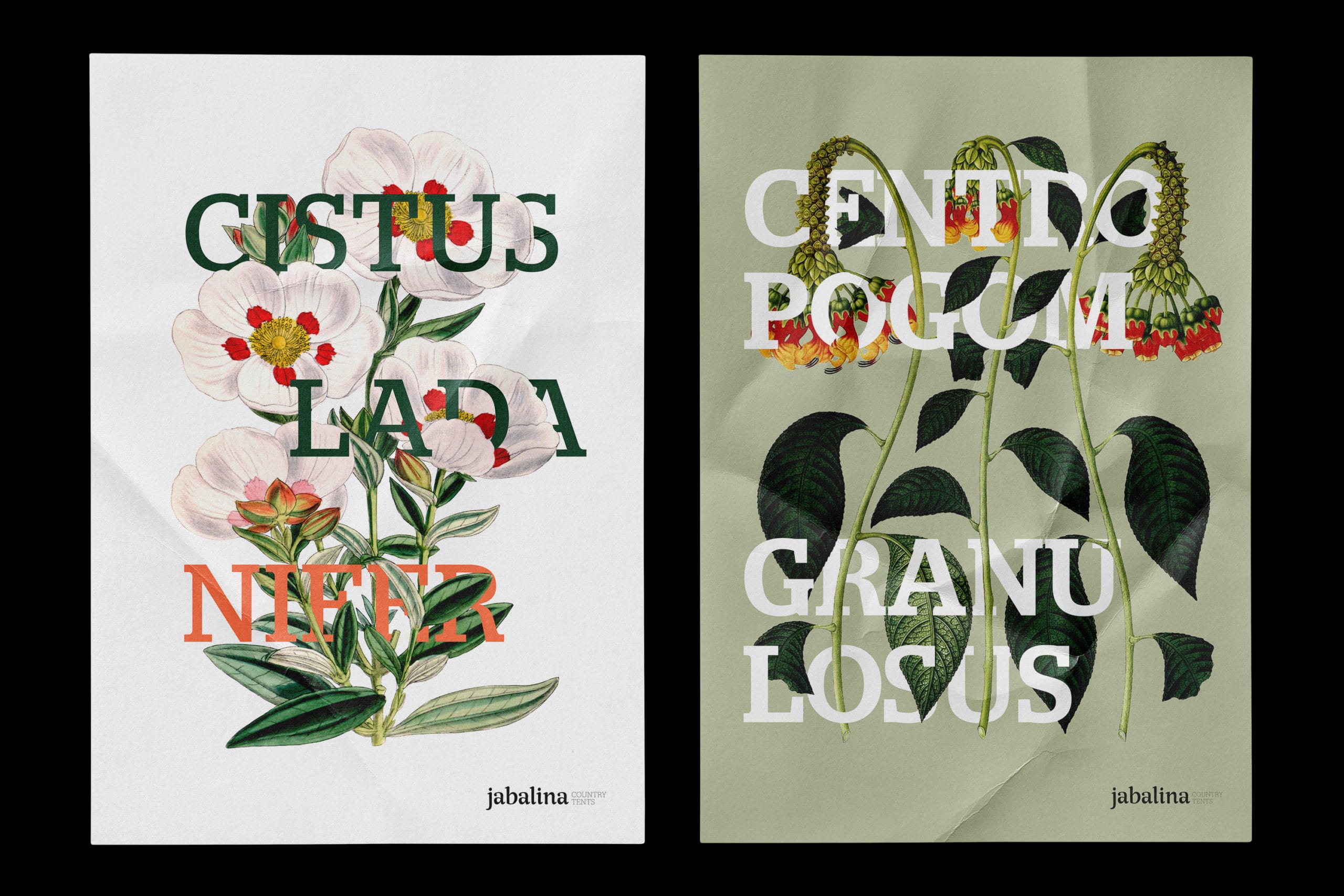 Proyecto de naming y Branding para jabalina Proyecto de naming y Branding para jabalina